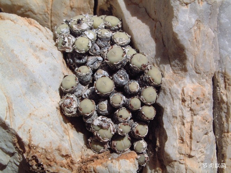 Conophytum pageae