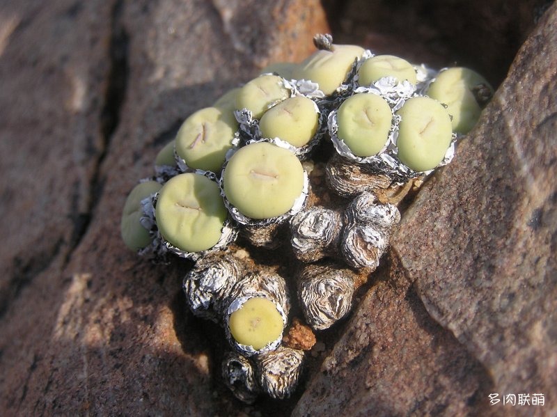 Conophytum pageae