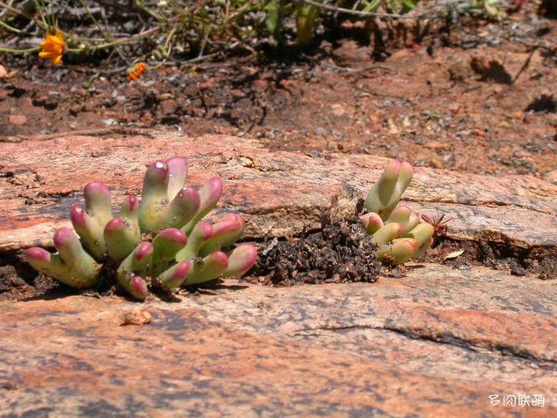 少将 Conophytum bilobum