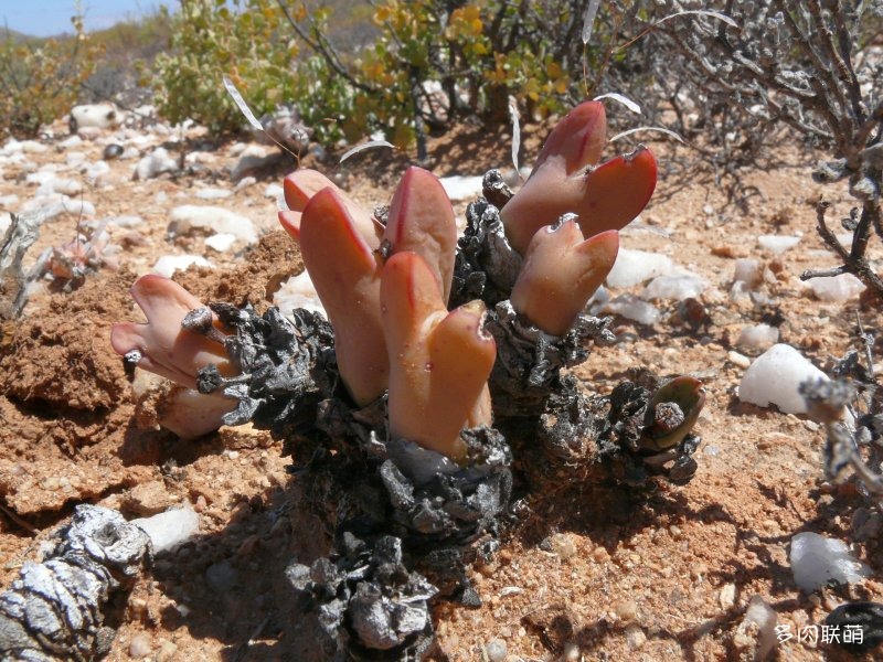 少将 Conophytum bilobum