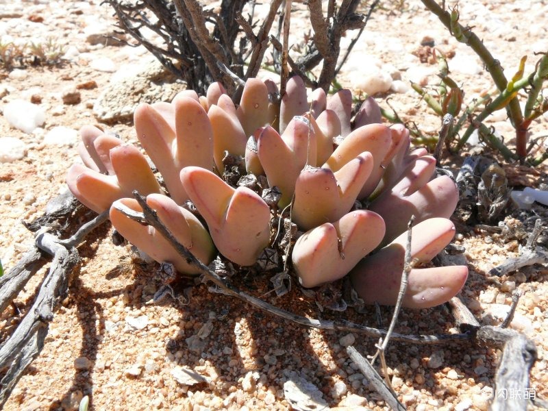 少将 Conophytum bilobum