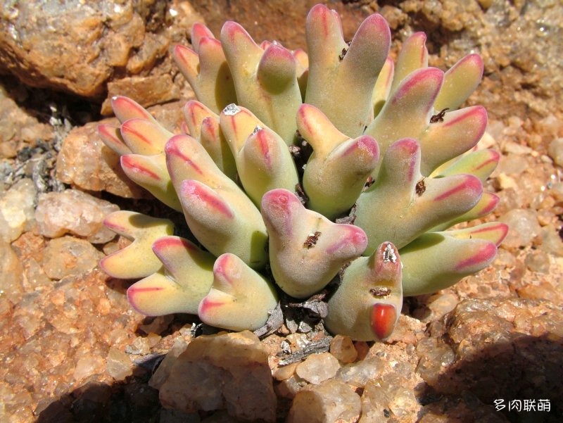 少将 Conophytum bilobum