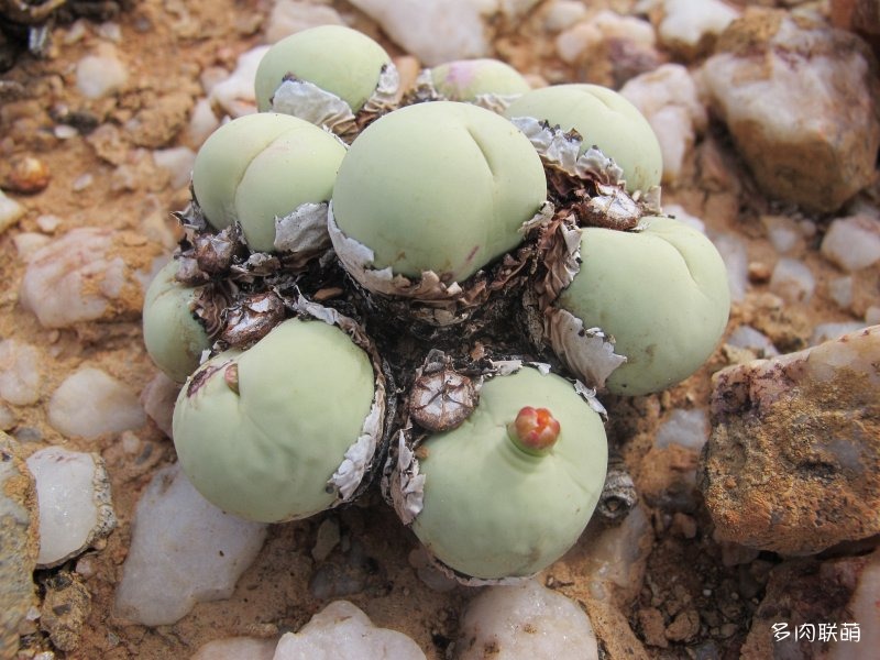 Conophytum calculus ssp. vanzeylii