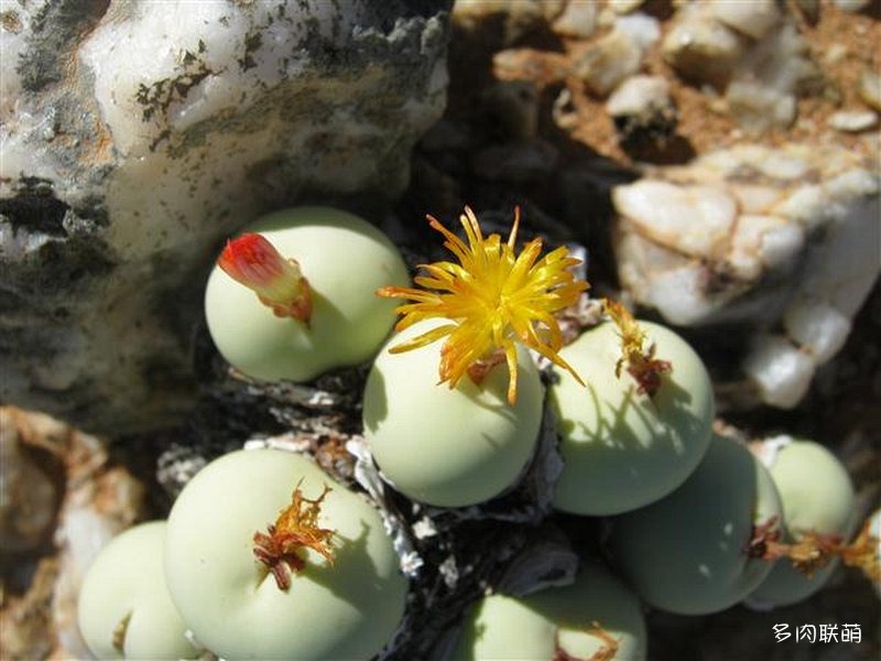 Conophytum calculus ssp. vanzeylii