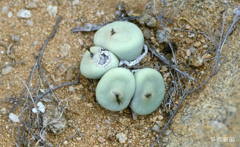 Conophytum calculus ssp. vanzeylii