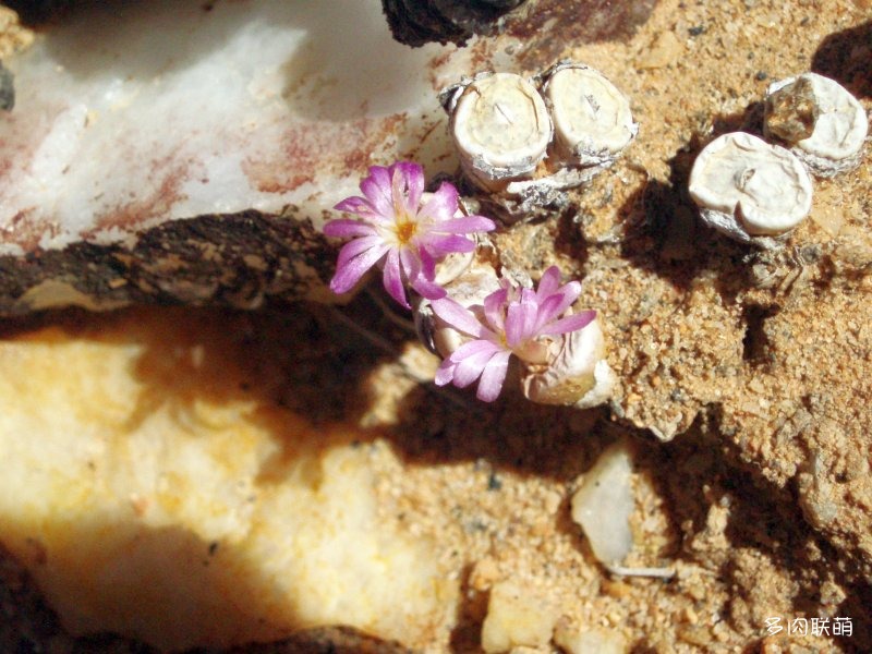 Conophytum cancavum