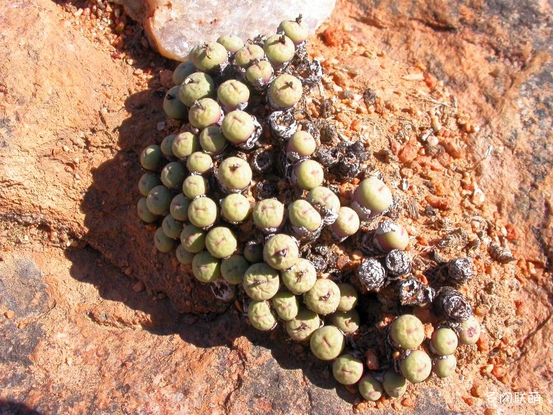 雨月 Conophytum gratum