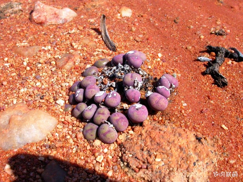 雨月 Conophytum gratum