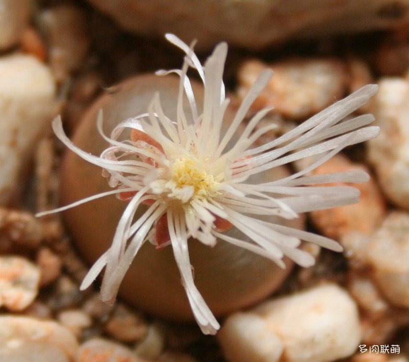 毛汉尼 Conophytum maughanii ssp. maughanii