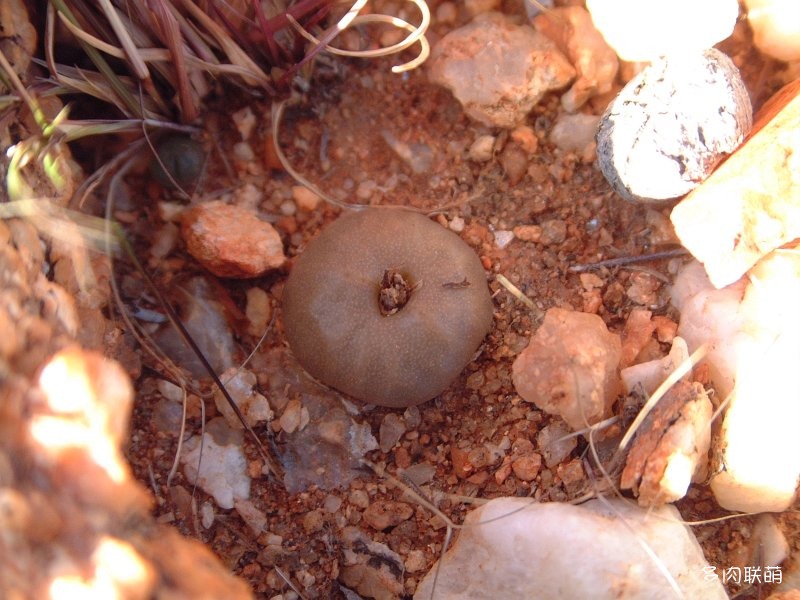 毛汉尼 Conophytum maughanii ssp. maughanii