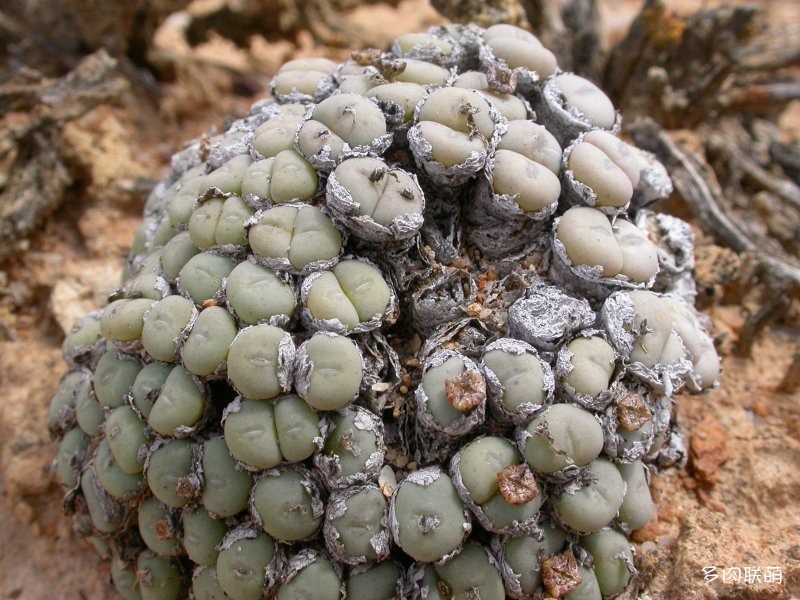 群碧玉 Conophytum minutum ssp minutum