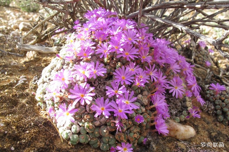 群碧玉 Conophytum minutum ssp minutum