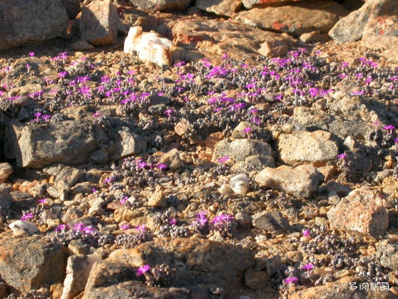 群碧玉 Conophytum minutum ssp minutum