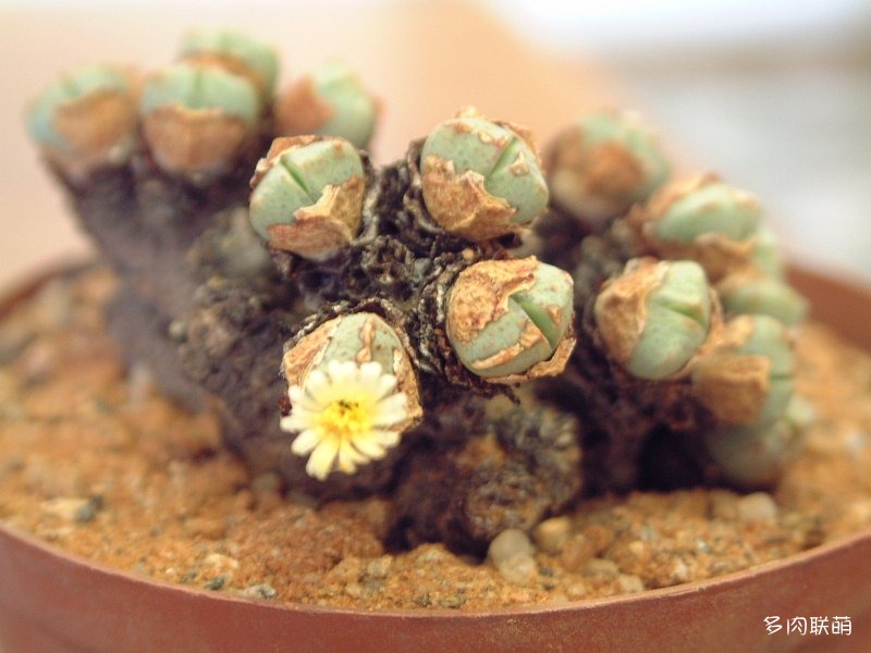 Conophytum quaesitum