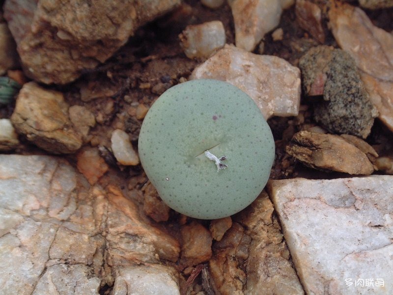 Conophytum ricardianum