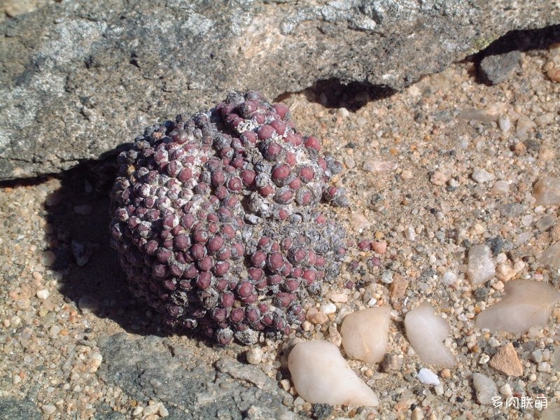 Conophytum saxetanum