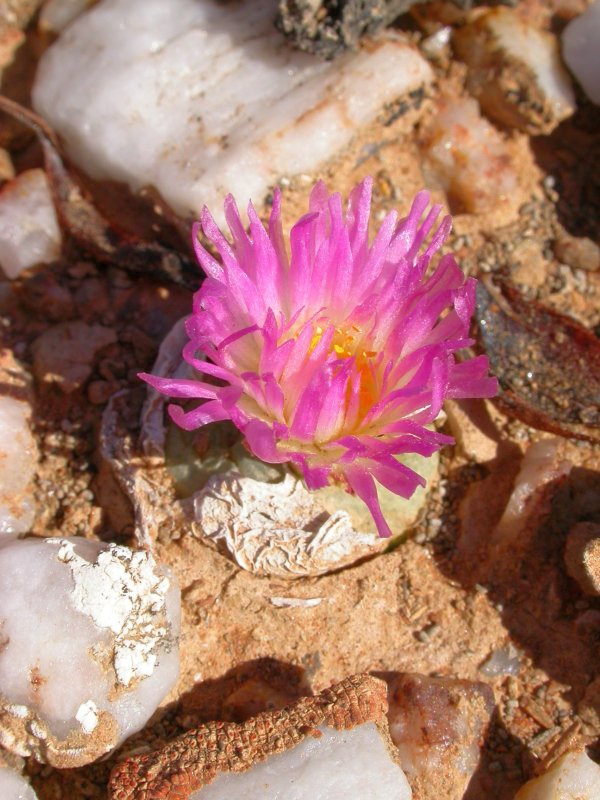 翠星 Conophytum subfenestratum