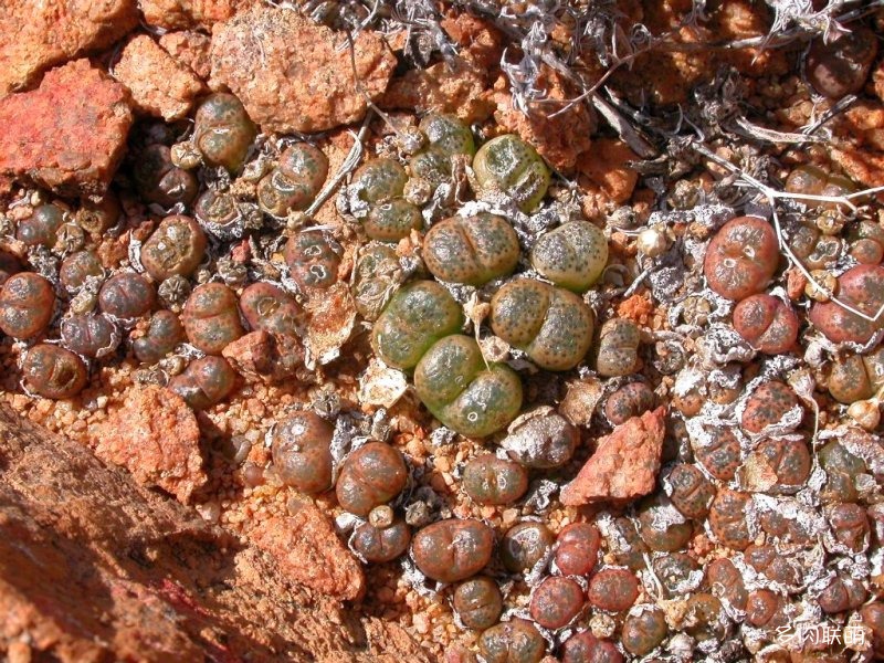 Conophytum terricolor