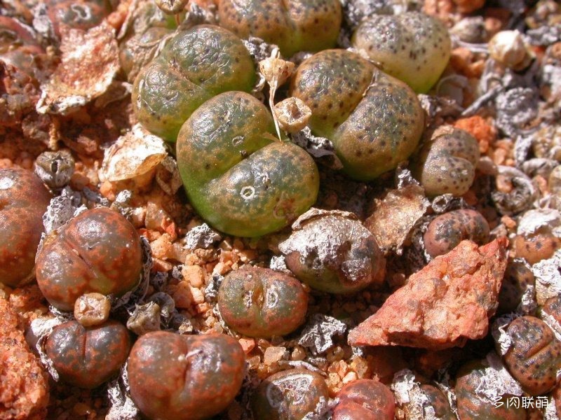 Conophytum terricolor