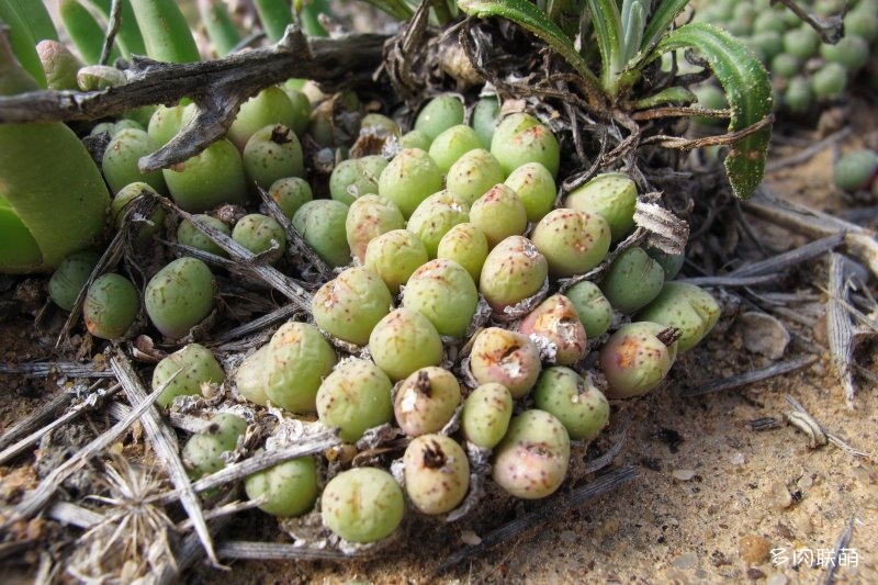 萤光玉 Conophytum uviforme