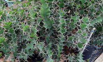 大缠麒麟，刺很长的麒麟