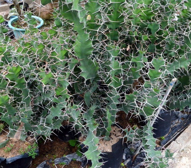 大缠麒麟 Euphorbia nyikae var. neovolkensii