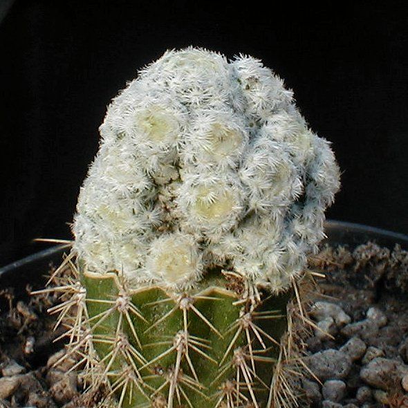 白鸟石化 Mammillaria_herrerae_f_monstuosa