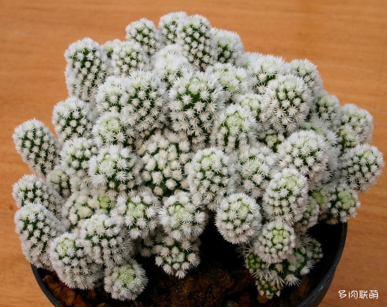 银手指变种 Mammillaria_vetula_subs_gracilis_cv_Arizona_Snowcap_2