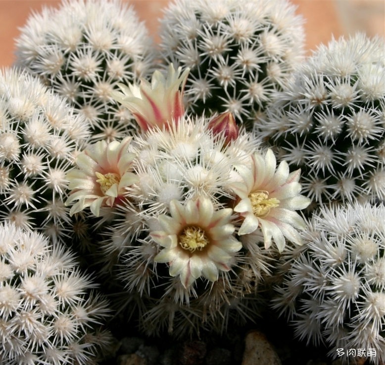 银手指变种 Mammillaria_vetula_subs_gracilis_cv_Arizona_Snowcap_2