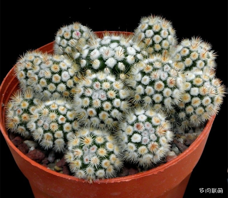 银手指变种 Mammillaria_vetula_subs_gracilis_cv_Clone_A