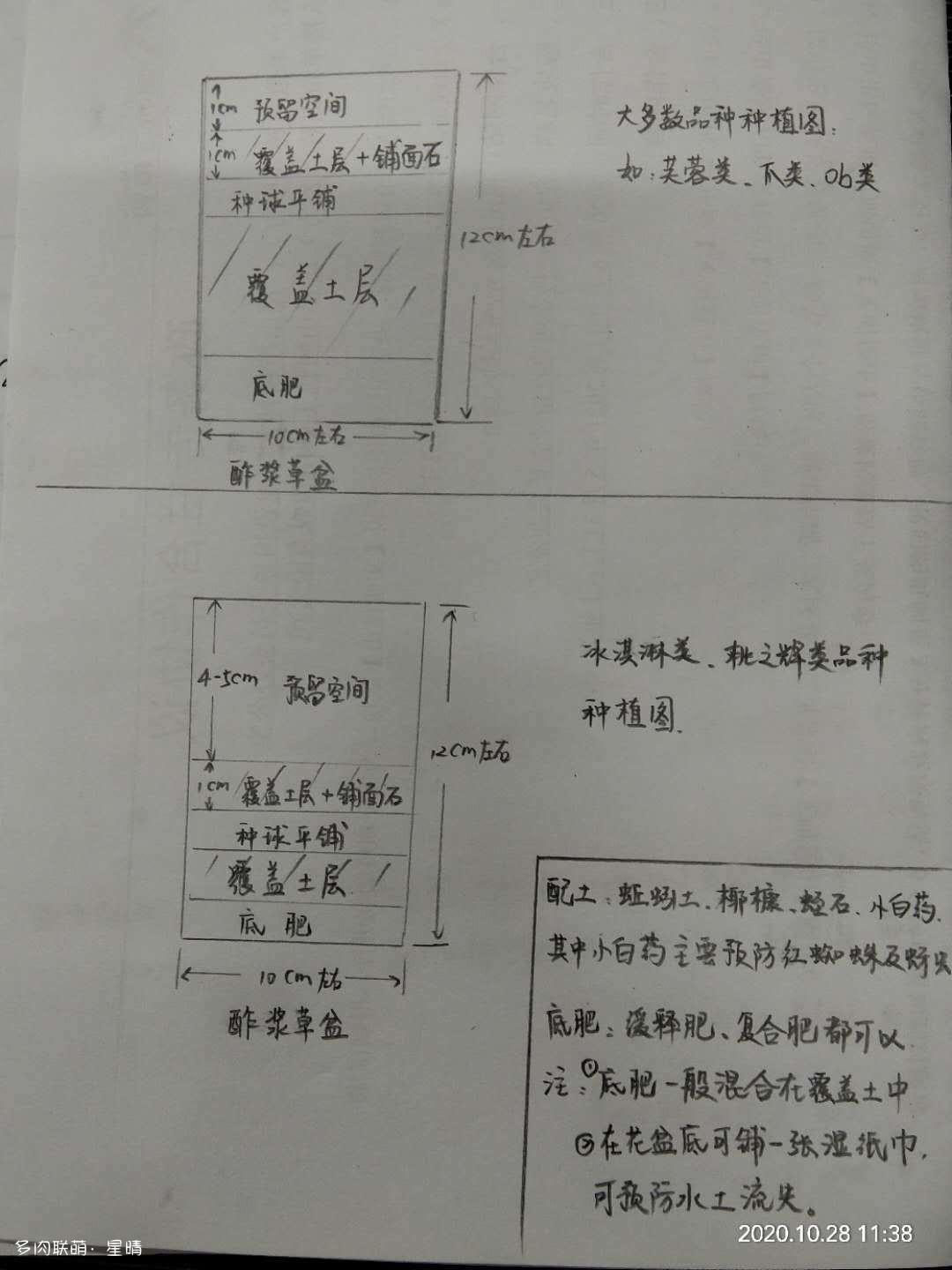 酢浆草的养护