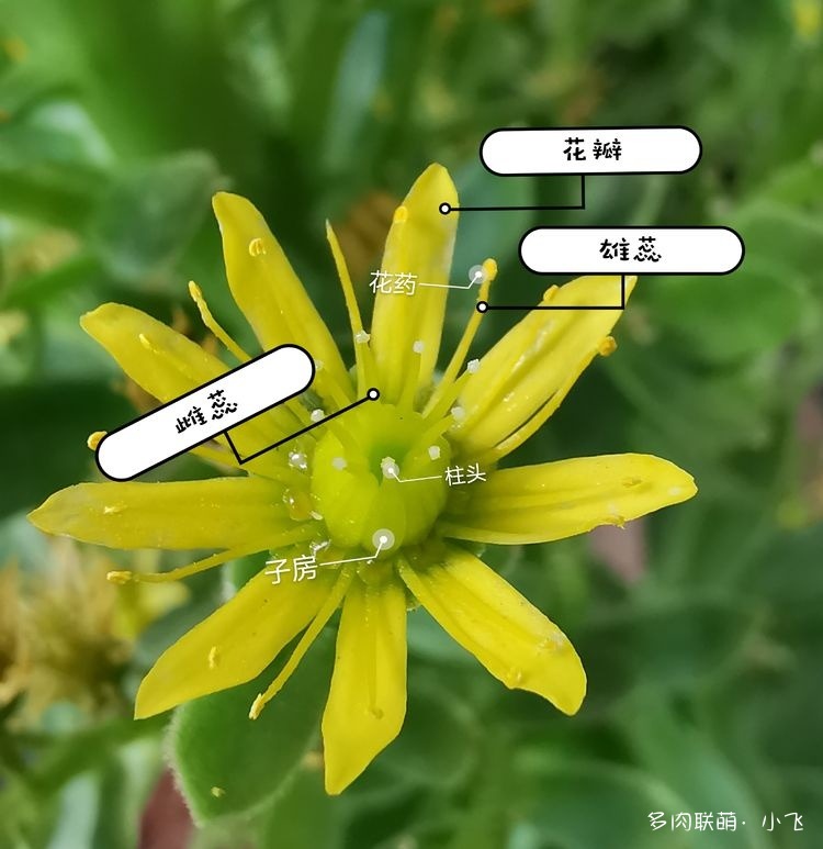 法师杂交授粉详细步骤
