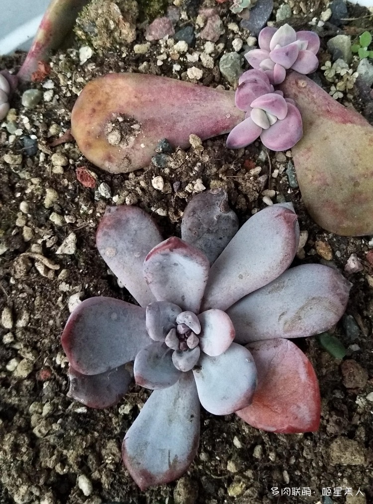 秋日秋雨多肉