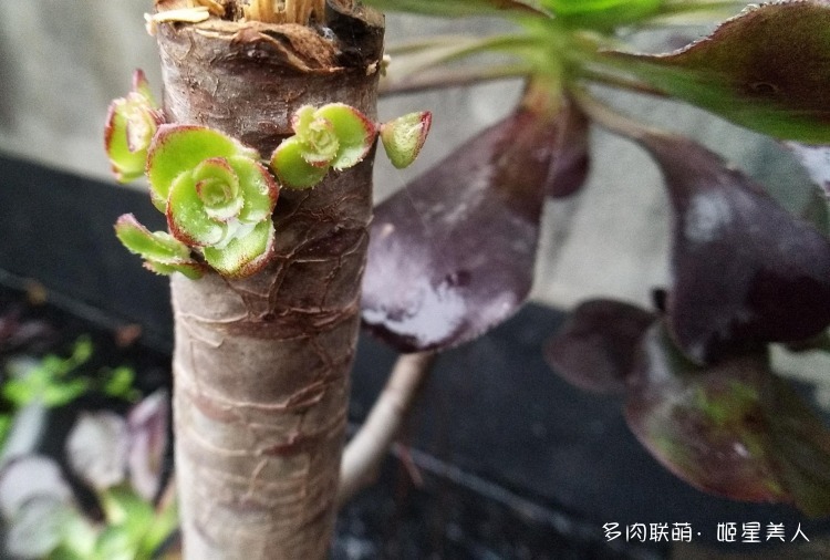 秋日秋雨多肉