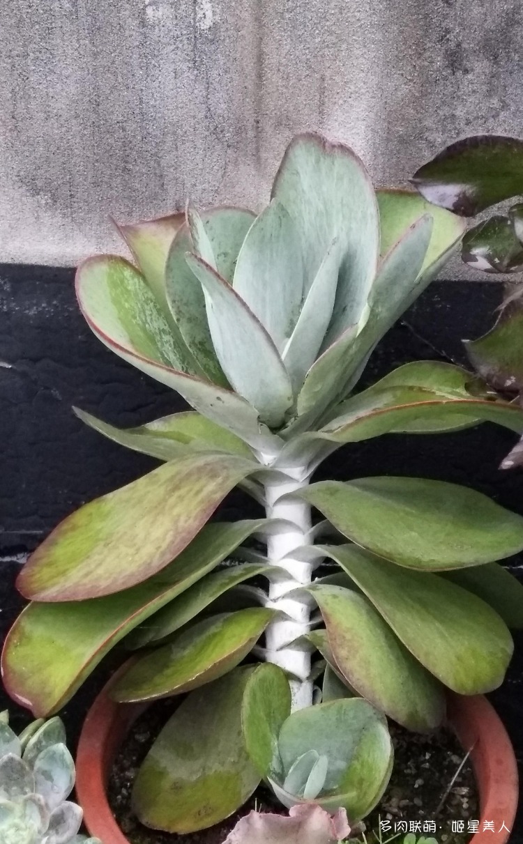 秋日秋雨多肉