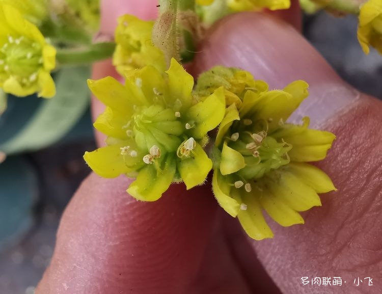 法师杂交授粉详细步骤