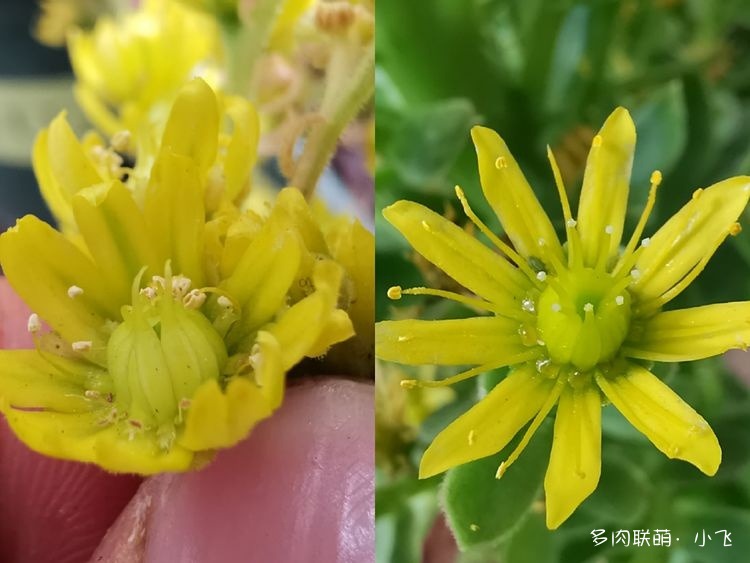 法师杂交授粉详细步骤