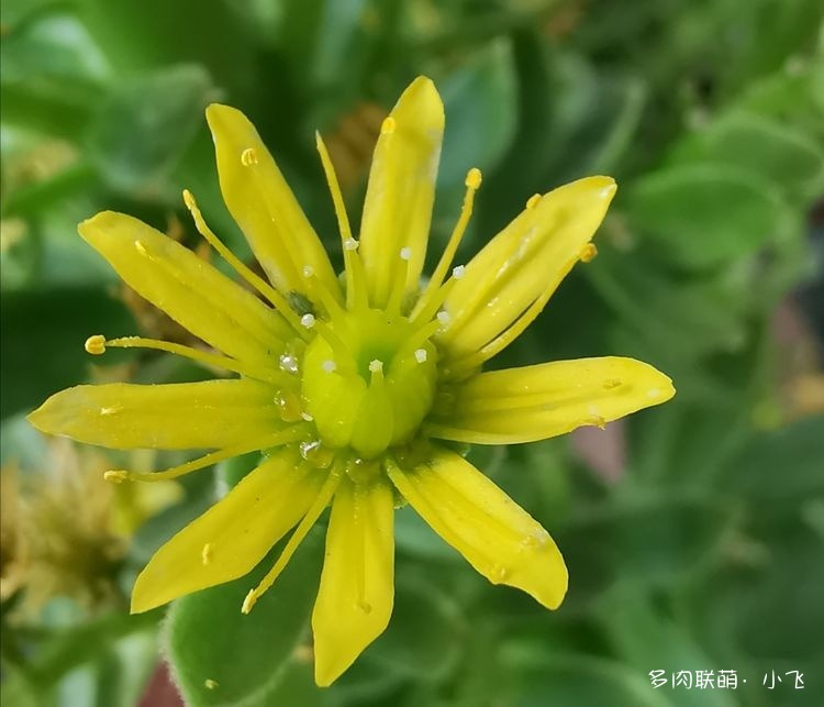法师杂交授粉详细步骤