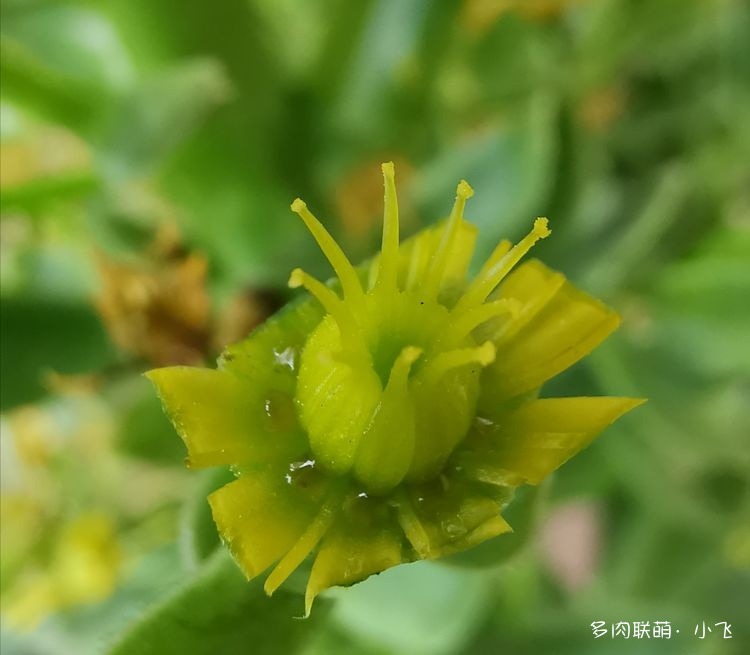 法师杂交授粉详细步骤