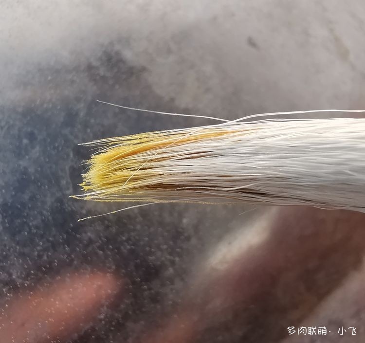 法师杂交授粉详细步骤