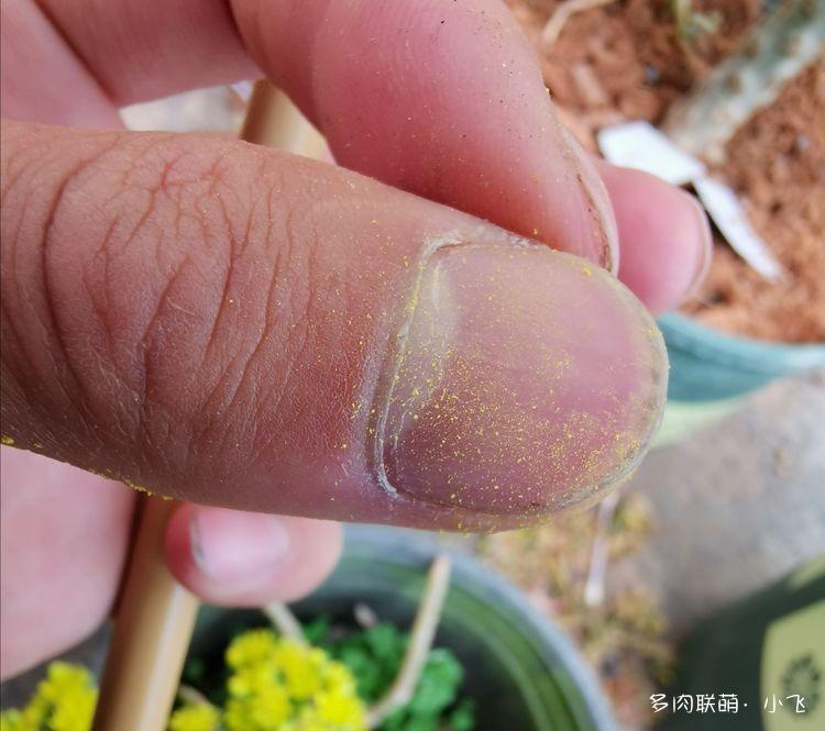 法师杂交授粉详细步骤