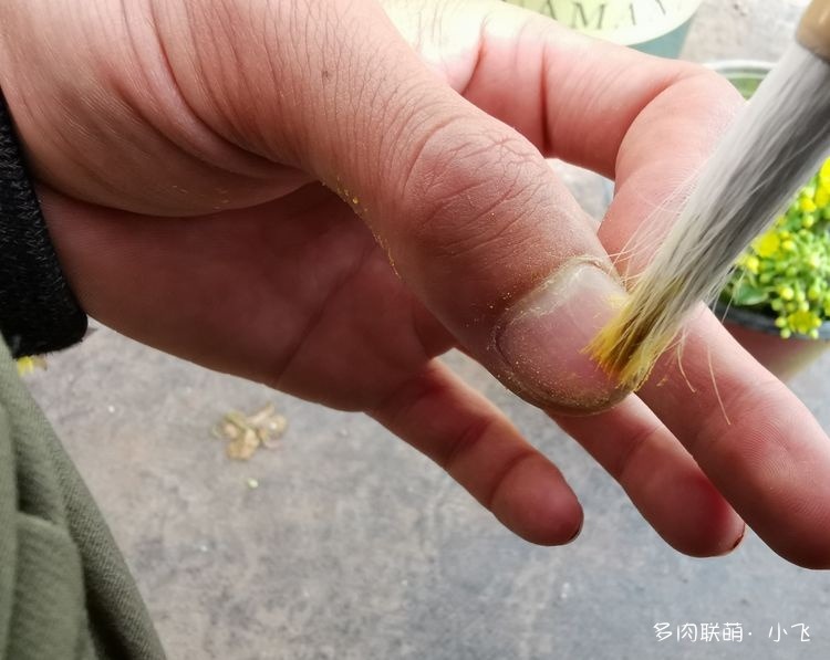 法师杂交授粉详细步骤