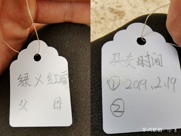 法师杂交授粉详细步骤