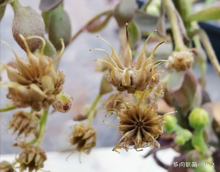 法师杂交授粉详细步骤