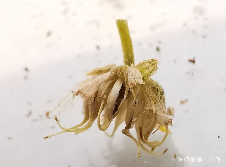 法师杂交授粉详细步骤