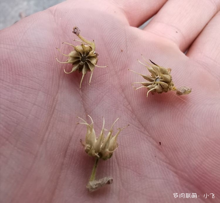 法师杂交授粉详细步骤