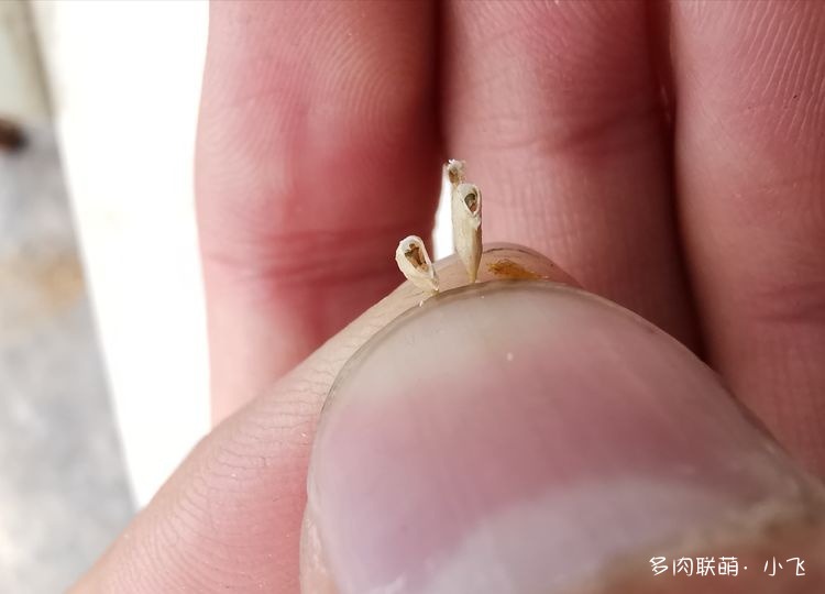 法师杂交授粉详细步骤