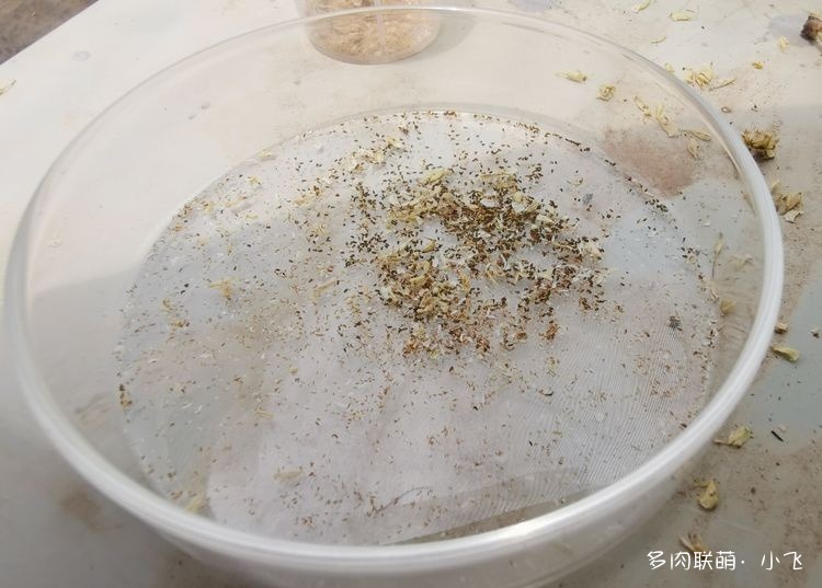 法师杂交授粉详细步骤