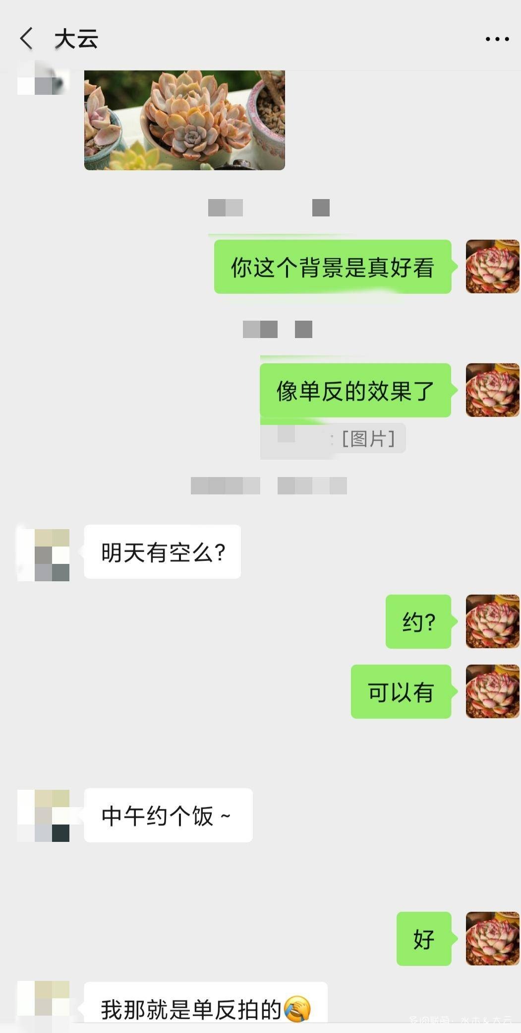 友人与多肉