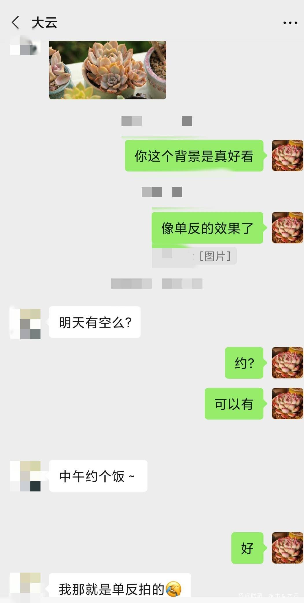 友人与多肉